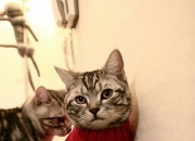 LOL赛事-维尼修斯狂暴突袭，马德里竞技客场掀翻瑞士堡垒