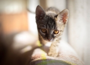 英雄联盟总决赛-今夜属于阿尔及利亚，阿尔瓦雷斯一剑封喉，决胜局击沉黄色潜水艇