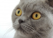 英雄联盟总决赛-当尖刀化为盾牌，格纳布里如何用防守艺术锁死莱比锡红牛