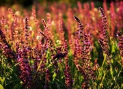 英雄联盟总决赛直播-上海队对阵新疆队，哈登数据全面爆炸！这是CBA的奇迹之夜！