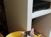 -当拉文身披开拓者战袍，一场跨时空的总决赛接管狂想