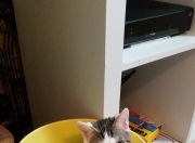 -当拉文身披开拓者战袍，一场跨时空的总决赛接管狂想