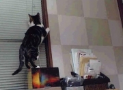 英雄联盟总决赛-当枫叶遇见向日葵，卡瓦哈尔一球定音，足球联结战火与和平