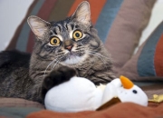 英雄联盟总决赛门票-76人狂胜开拓者，小贾伦里程碑之夜，彰显新时代主场的势不可挡