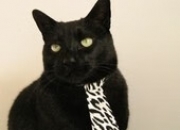 -群星闪耀与孤月争辉，日本狂胜背后的足球多元哲学