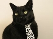 -群星闪耀与孤月争辉，日本狂胜背后的足球多元哲学