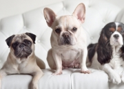 -世界熄灭时，野火独自燃起，记小伊布加时一箭封喉