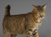 -德罗赞单节神迹点燃上海滩，公牛一波流锁定胜局