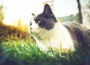 英雄联盟总决赛门票-错位时空的宿敌，当活塞五虎精神在西部决赛重生