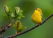 英雄联盟总决赛直播-审判官布伦森，他用沉默为足球生死簿划上终审判决