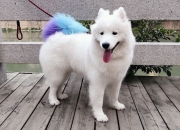 英雄联盟总决赛门票-格列兹曼那脚射门，如雨果的诗句一般悬在记忆穹顶