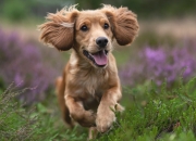 LOL决赛-皇马烟花与蓝武士之泪，足球世界的平行叙事