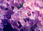 LOL赛事-卢卡库过人表现无解，佛罗伦萨力克袋鼠军团迎生死战曙光