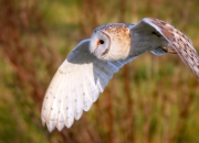 LOL决赛-孤星照彻冻土，克莱·汤普森如何以绝境三分完成人类对命运的狙杀