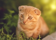 英雄联盟总决赛门票-纸灯笼防线，当阿克在抢七之夜徒手撕裂钢铁洪流