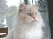 英雄联盟总决赛直播-总决赛巅峰对决，骑士客场力克爵士，带走关键胜利