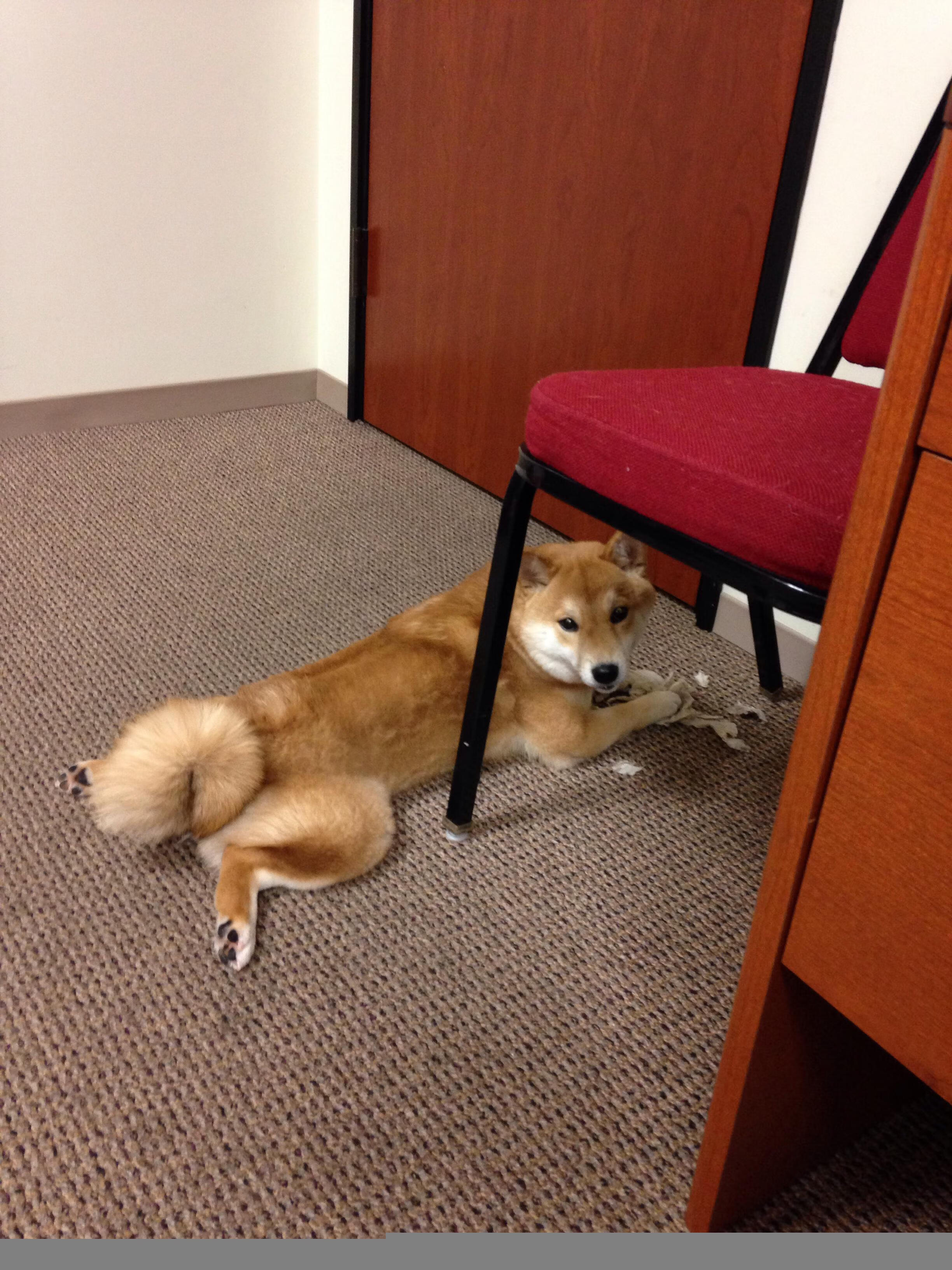 同一夜的对抗,英雄谢幕与黎明新生—库尔图瓦里程碑之夜,多特蒙德青春风暴席卷圣西罗