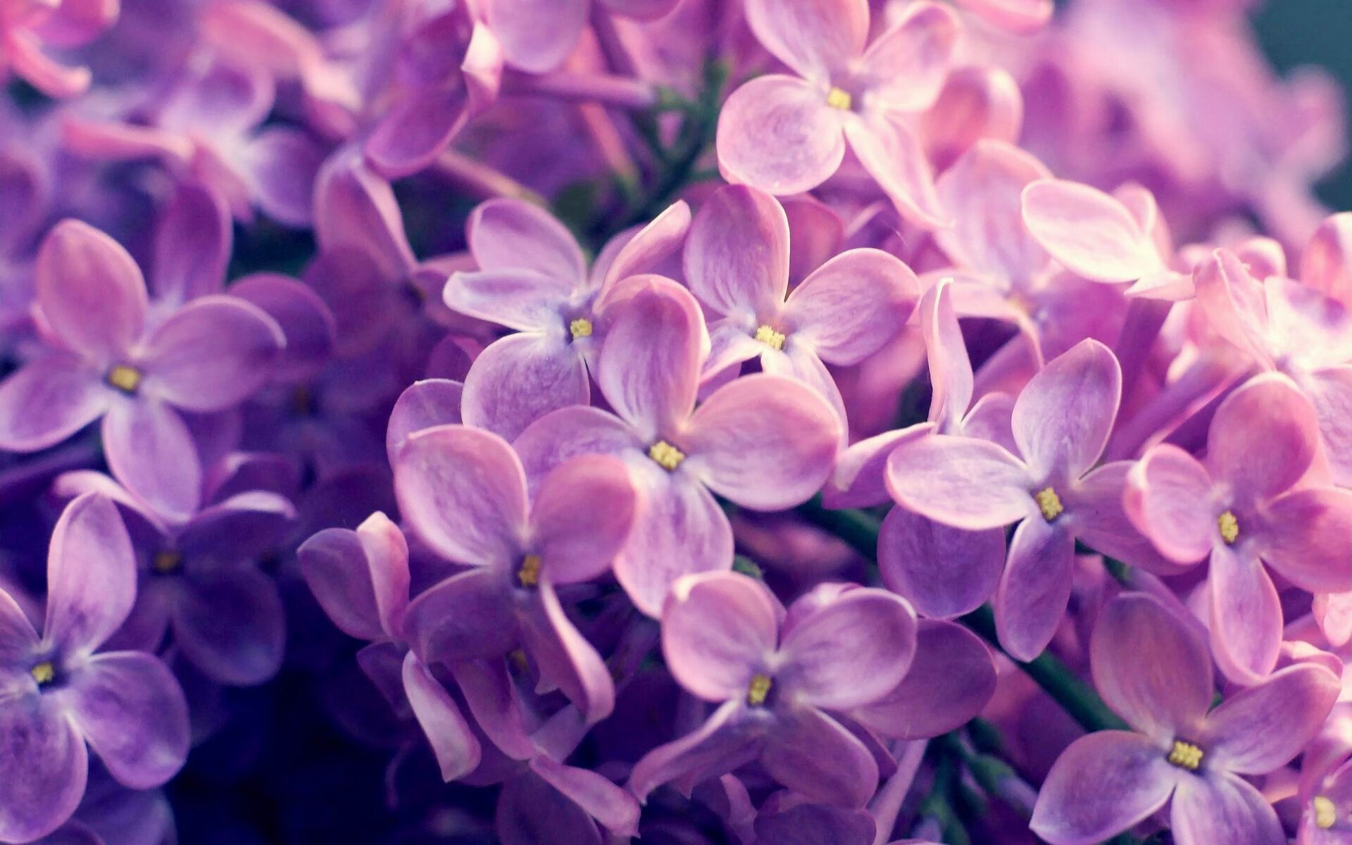 新疆雪山下的怒吼，当欧文用东方密钥在决胜局封印篮网