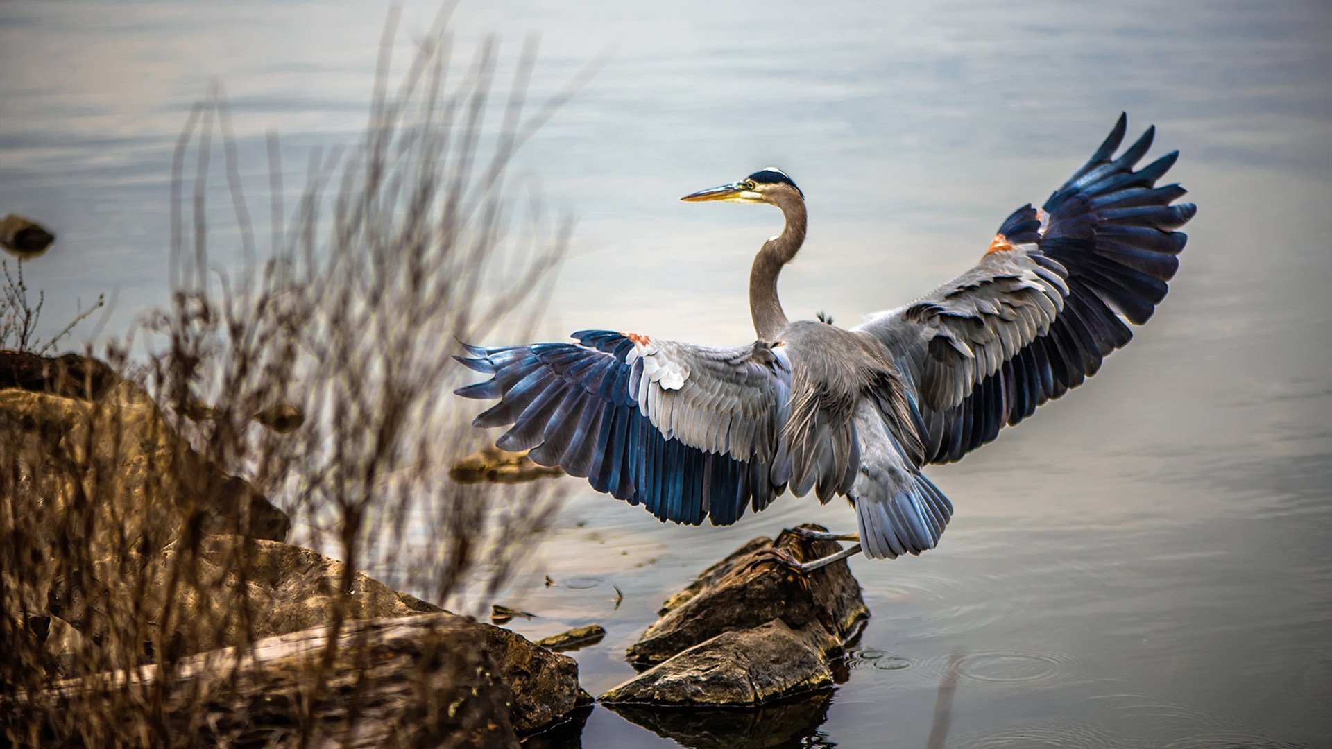 绝境铸传奇，从NBA西决生死战到勒沃库森的德意志逆转