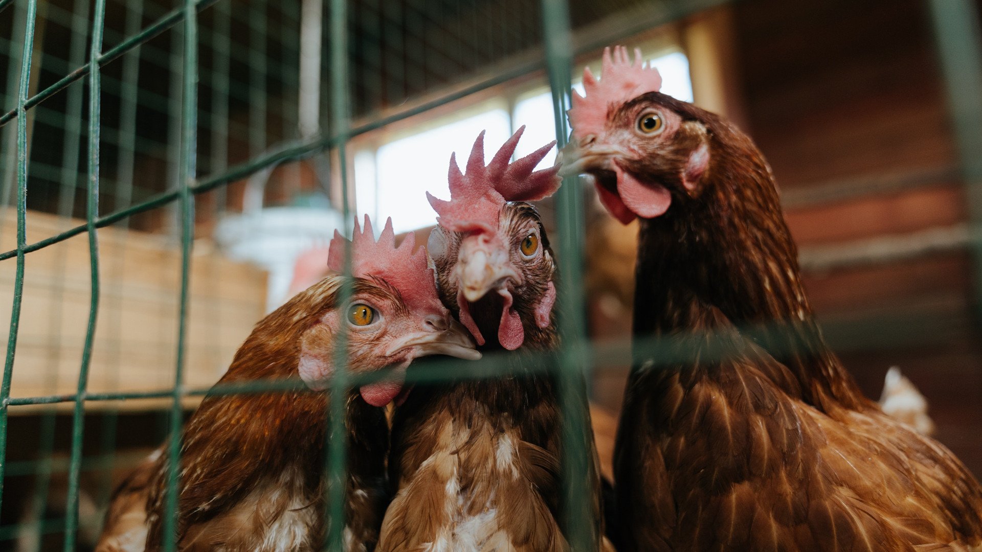 塔图姆的岭南启示录,当广东队跨过国王走向不朽