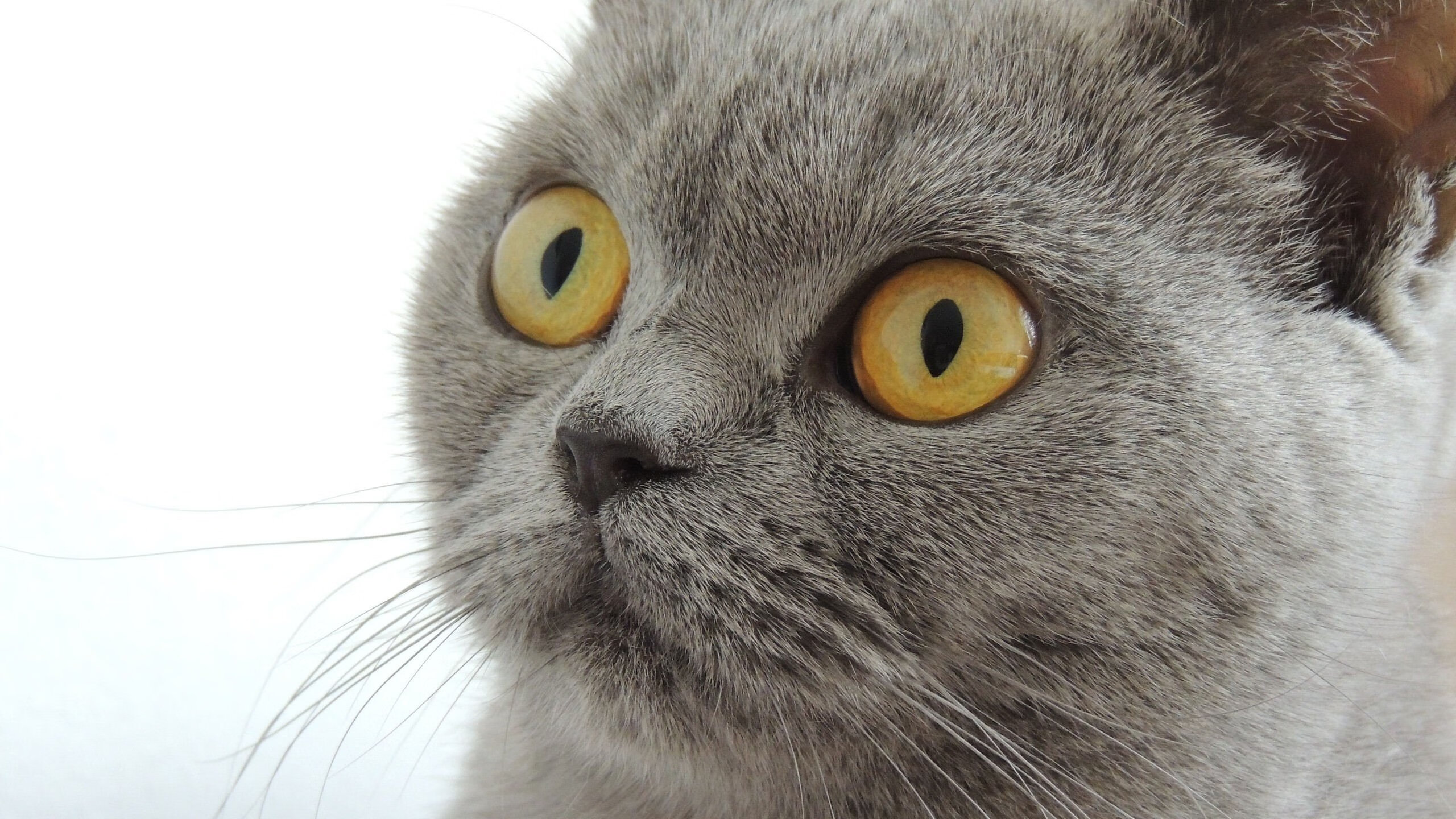 当尖刀化为盾牌，格纳布里如何用防守艺术锁死莱比锡红牛