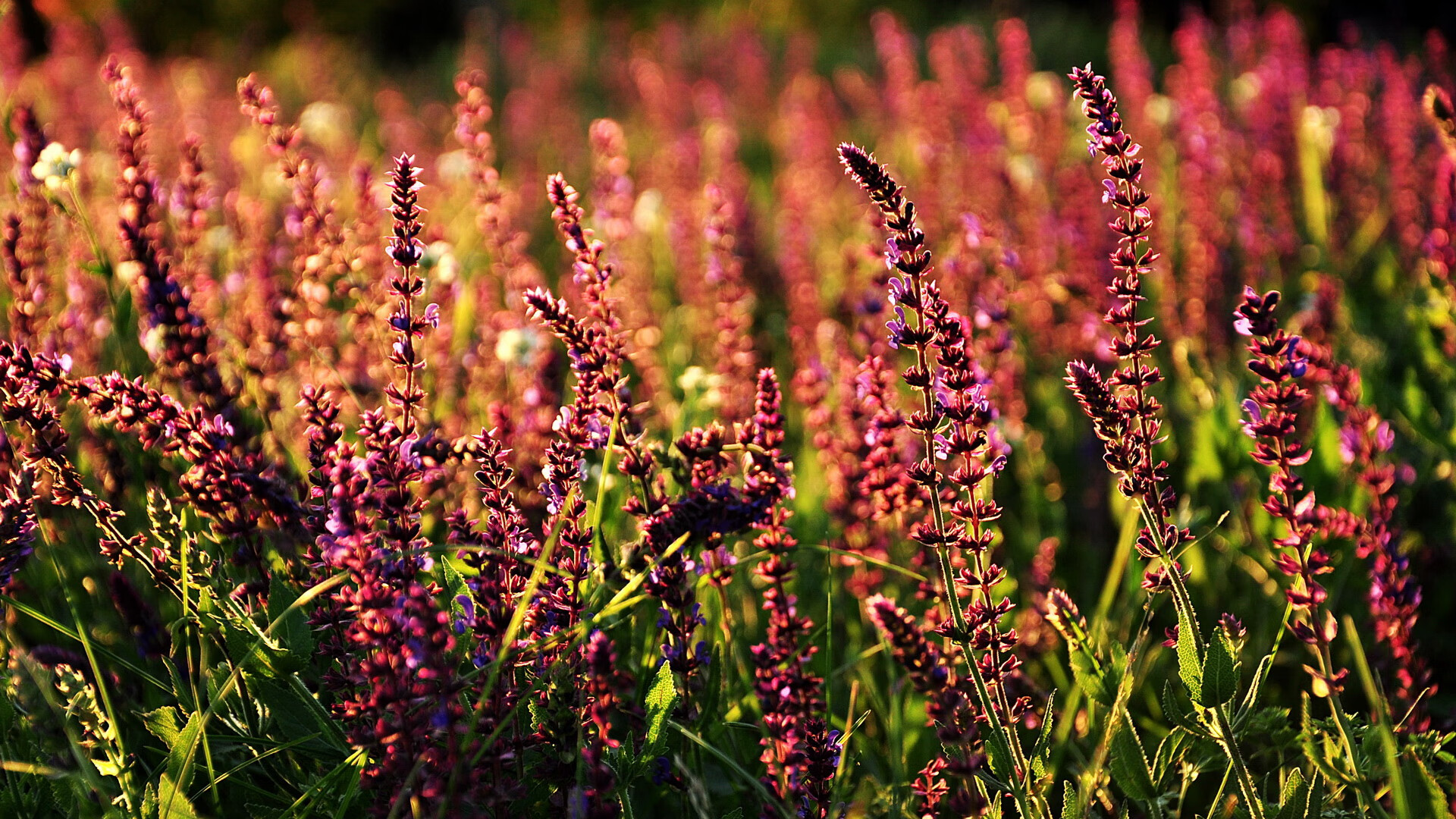 上海队对阵新疆队，哈登数据全面爆炸！这是CBA的奇迹之夜！