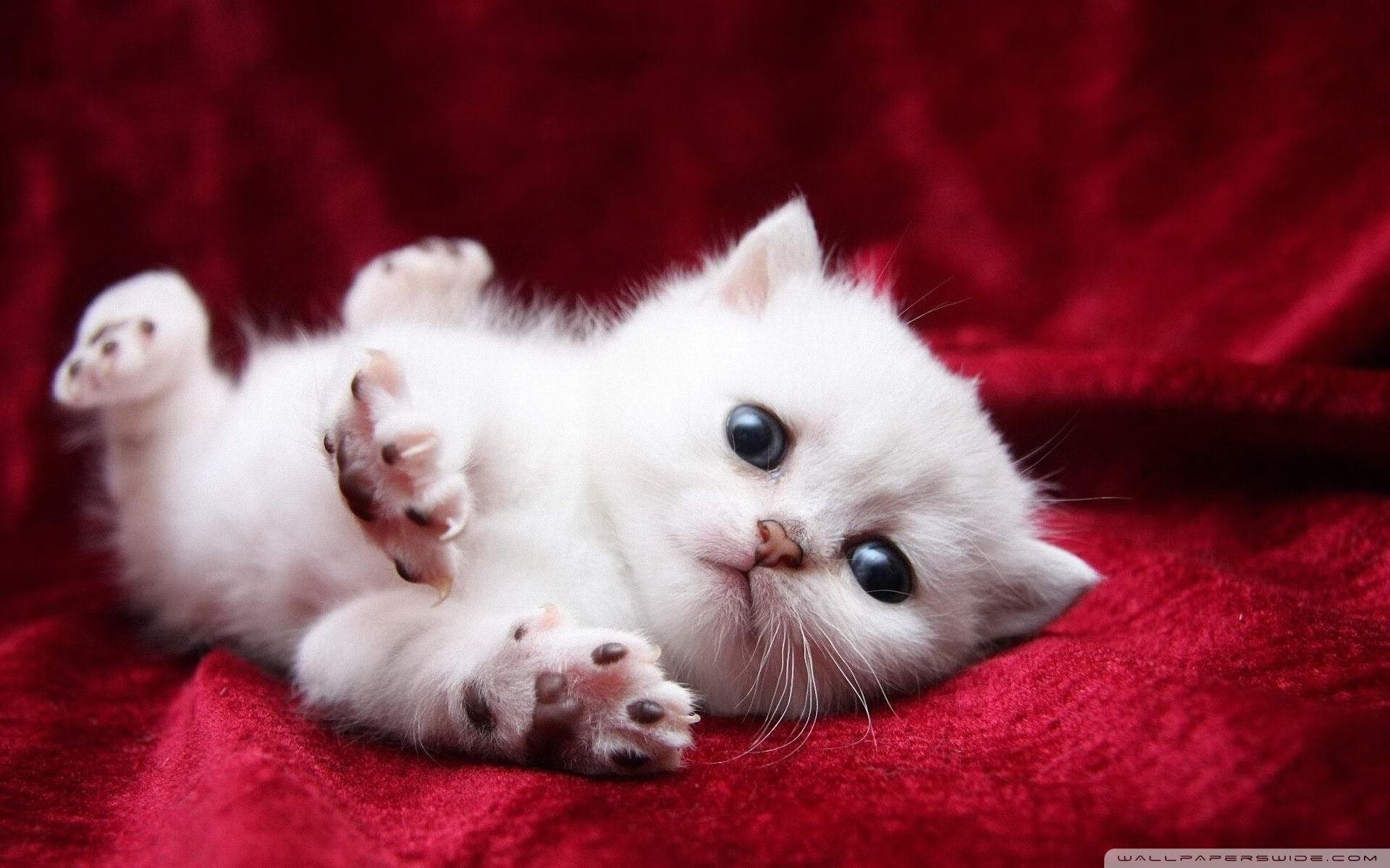 当世界的舞台为他亮起,2026,见证大场面的哈登