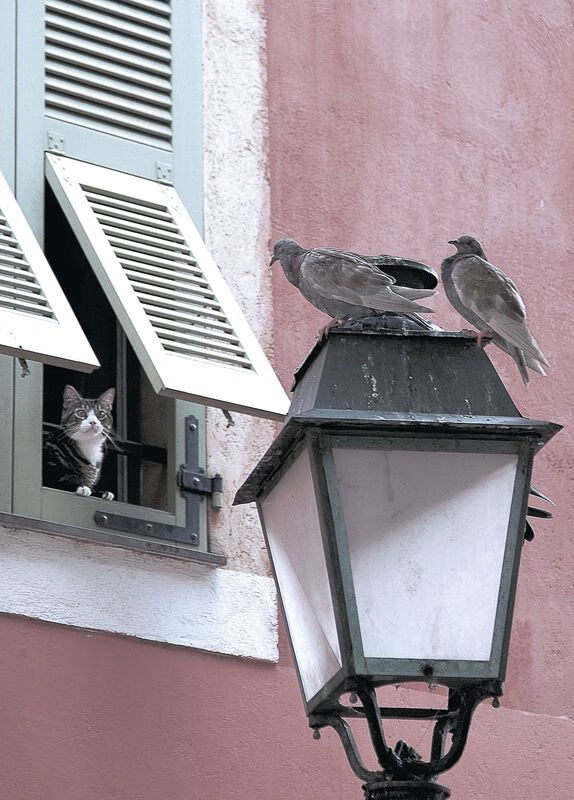 竞技的双面，火焰与韧劲—从伯纳乌的焦点到篮球场的逆转