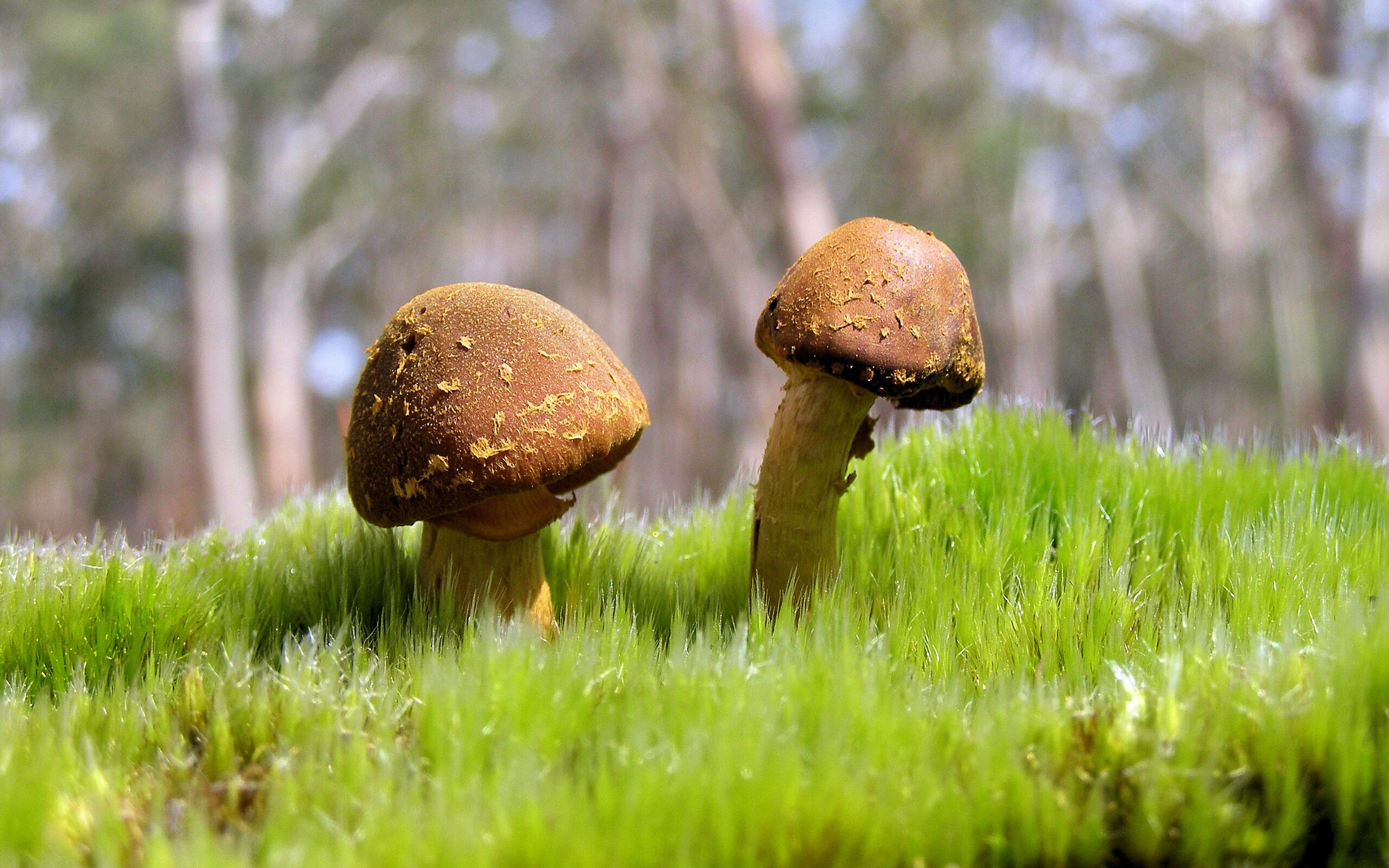 纸面上的悬殊对决，现实中的孤胆英雄，当浓眉扛起一支球队对抗整个森林狼