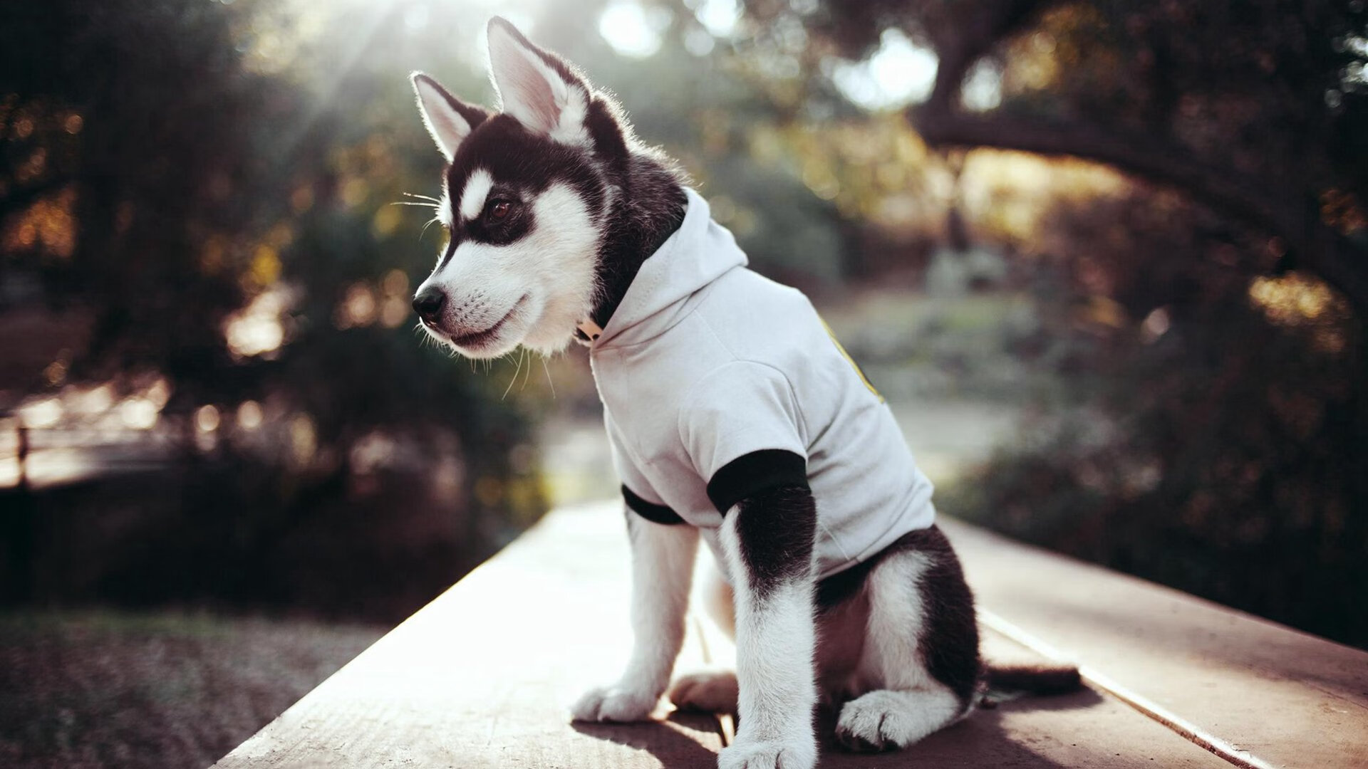 两种收割，从拿破仑到托尼，在历史的铁蹄与绿茵的舞台上