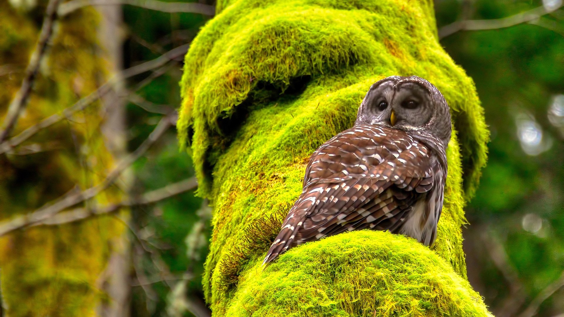 世界杯的蝴蝶效应，当波兰与塞内加尔的对决，由千里之外的内马尔一锤定音