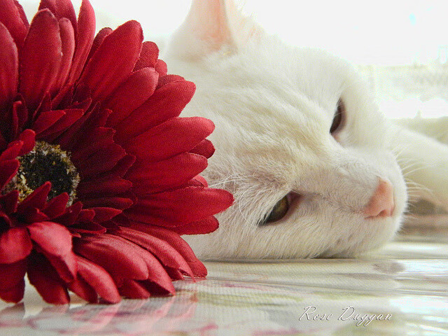 广厦队掀翻活塞，福克斯成为关键先生