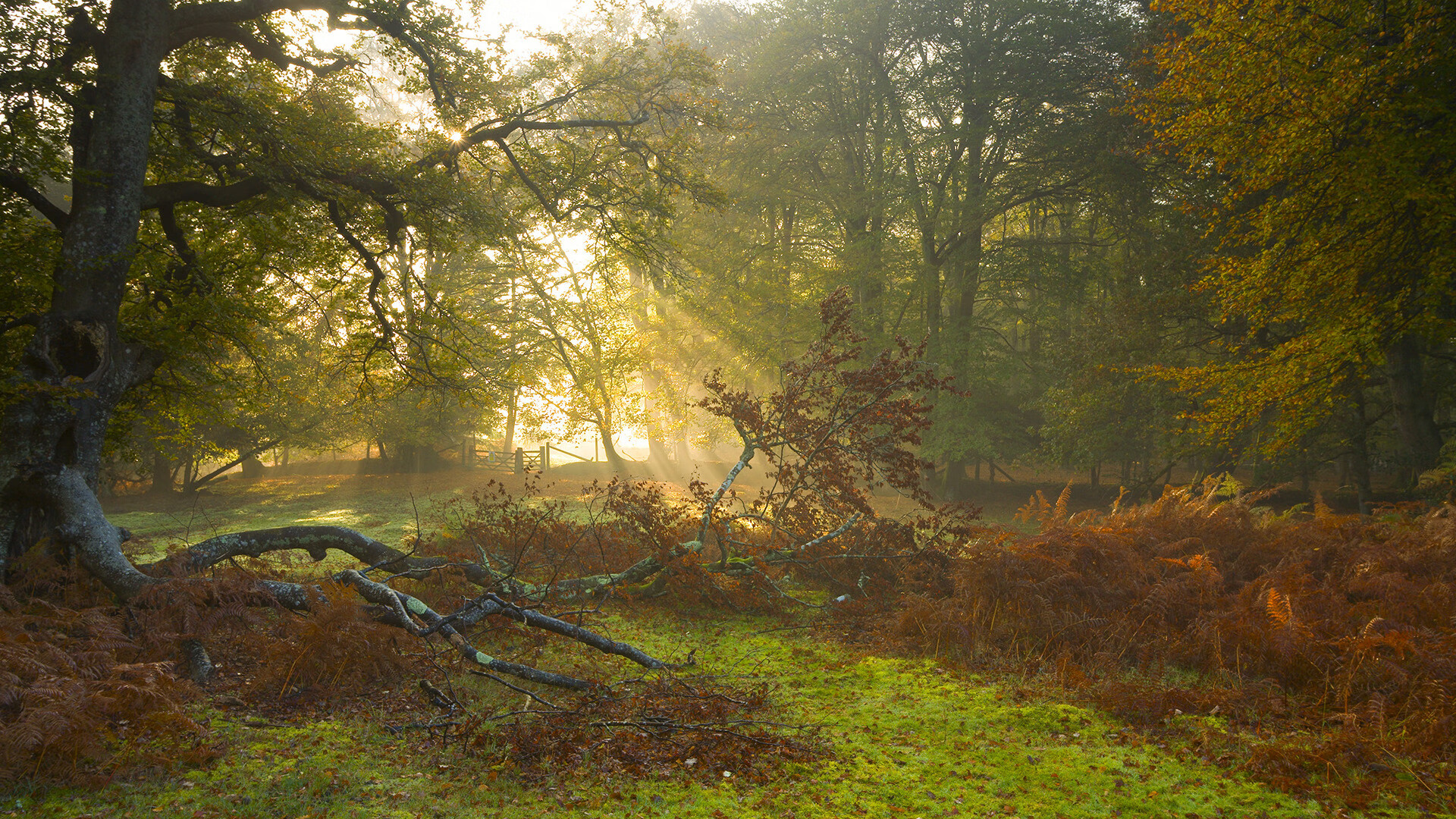 绿茵跨界王权颠覆，当独行侠在世界杯焦点战谱写新王传说