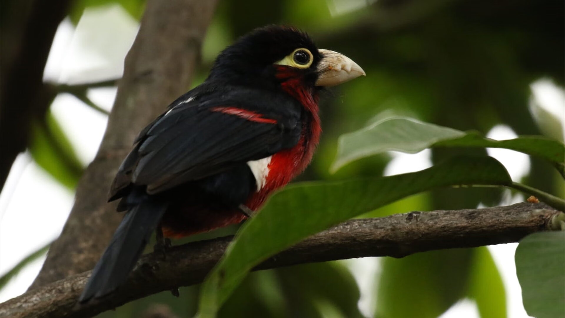 末节带走！广东队夏联爆冷马刺，西亚卡姆一攻一防定江山