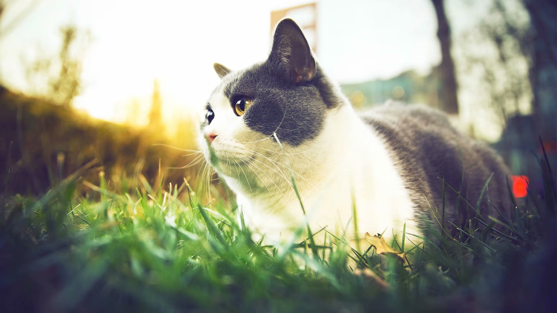 错位时空的宿敌，当活塞五虎精神在西部决赛重生