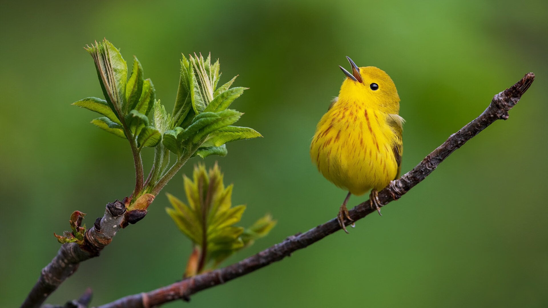 42+10+8，塔图姆末节19分导演逆转秀！波波维奇战术板被他一人撕碎