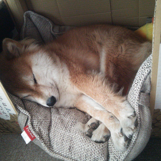 巨人之锁，杰伦格林禁区的沉默统治，掘金险胜国王背后暗藏玄机