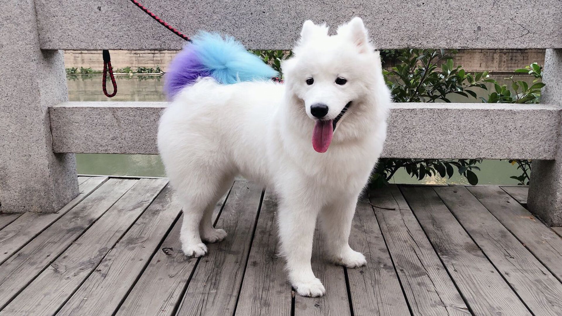 格列兹曼那脚射门，如雨果的诗句一般悬在记忆穹顶