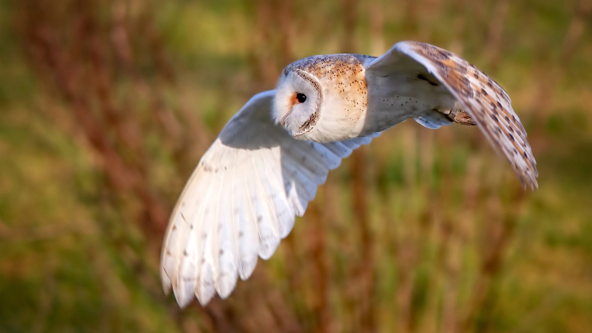 孤星照彻冻土，克莱·汤普森如何以绝境三分完成人类对命运的狙杀