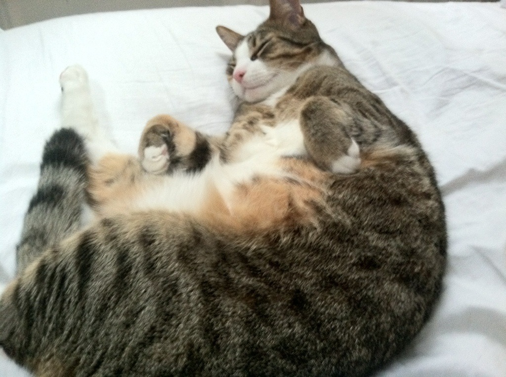 卡拉斯科爆发，一人英雄能否战胜整队精密齿轮？皇家社会淘汰多特蒙德引发足球哲学思辨