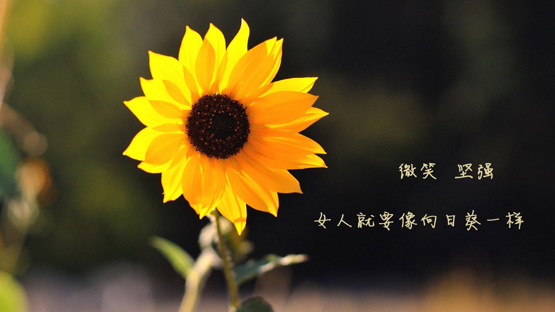 命运之约，2026世界杯B组，托纳利的压哨绝杀书写巴西与丹麦的宿命对决